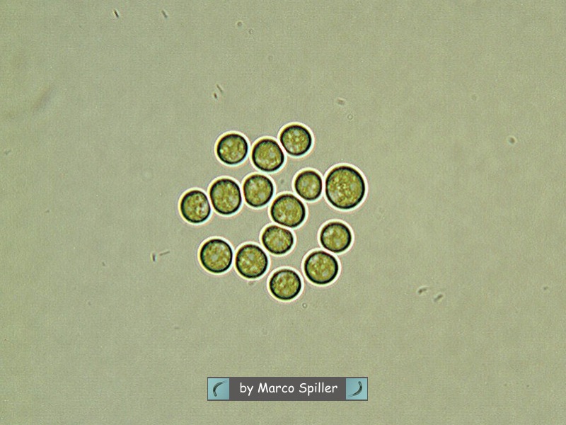 Chlorococcum ? Sembrerebbe...